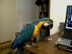 blue and gold macaw parrots for rehoming